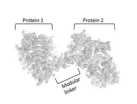 Two proteins are connected to each other at a fixed distance and angle by means of a rigid protein spiral. 