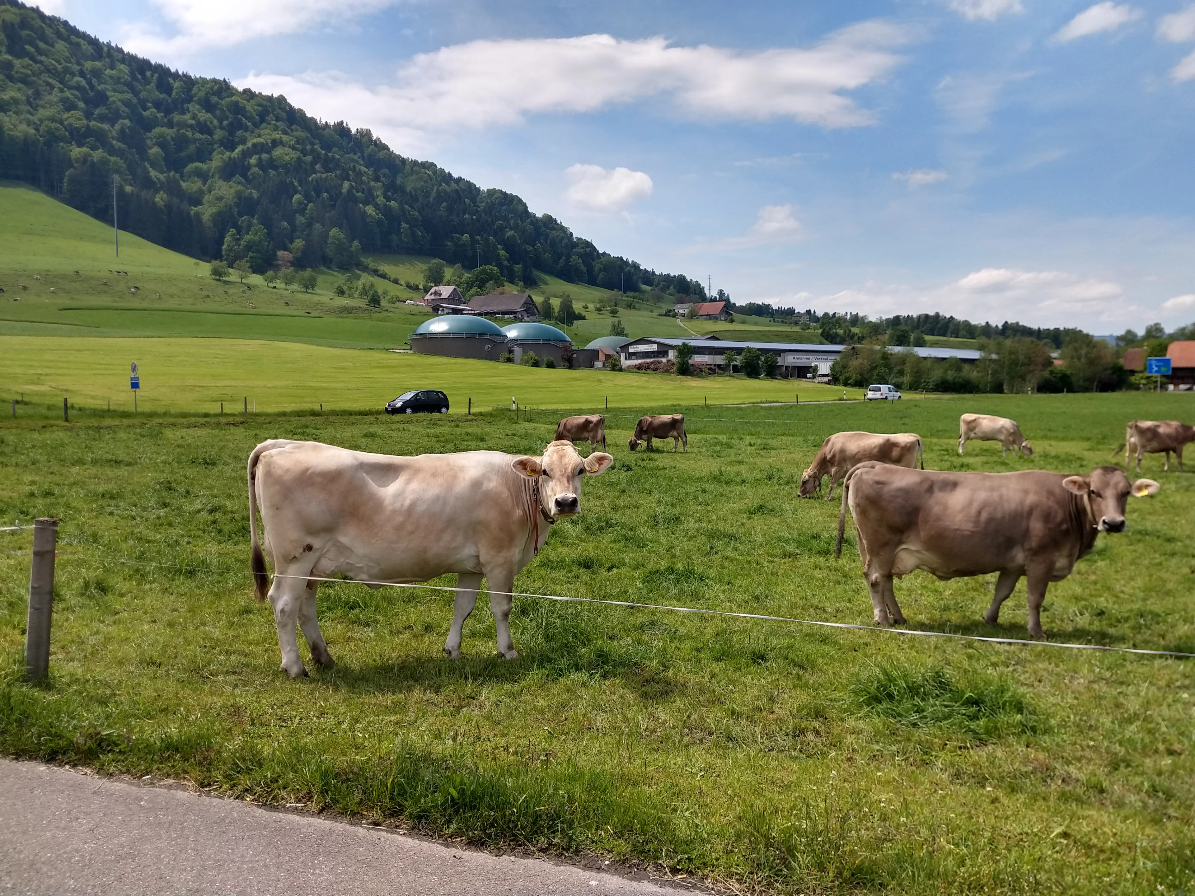 Kühe WSL