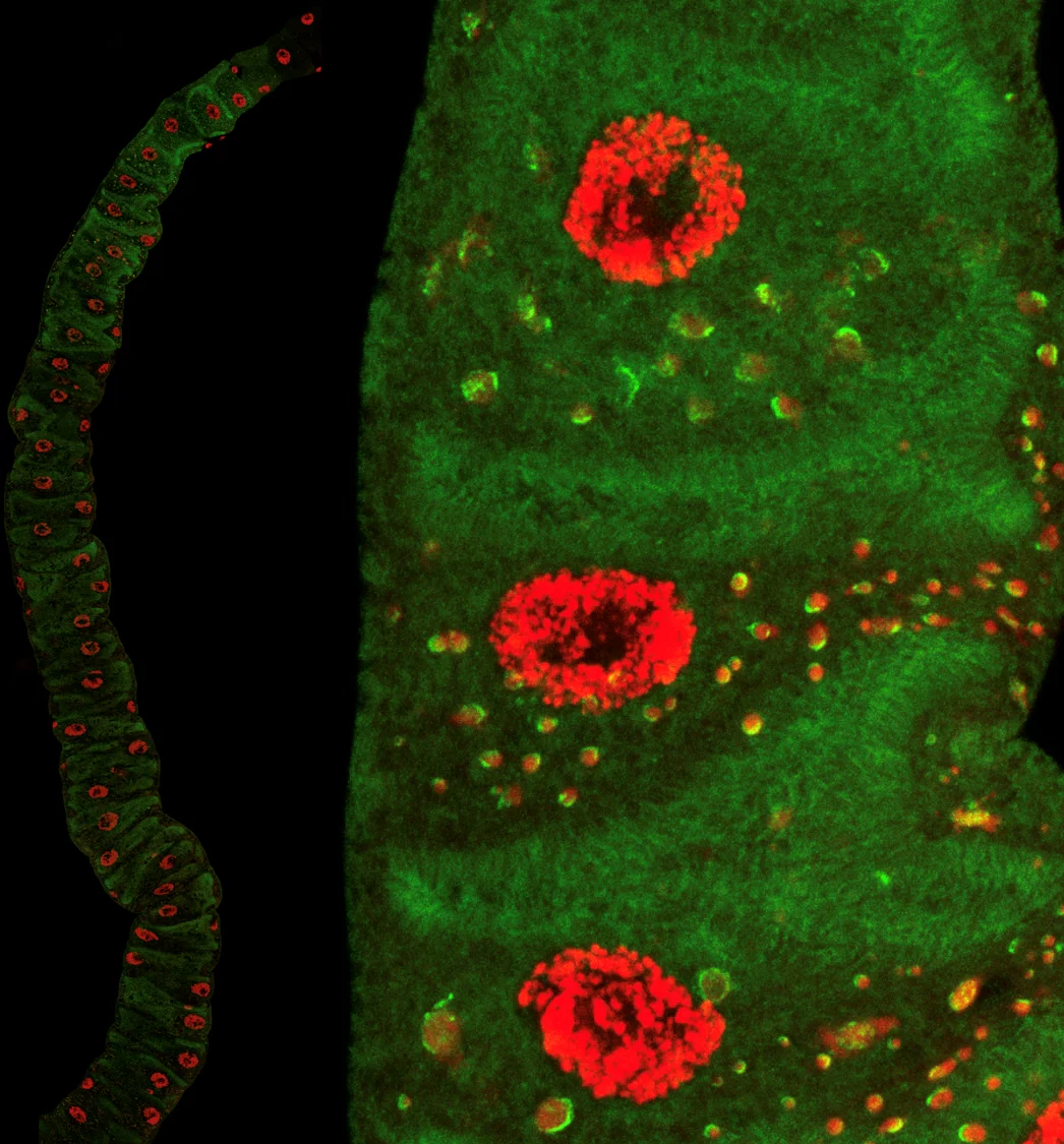Confocal images of the kidney-like Malpighian tubule from a Drosophila larva 