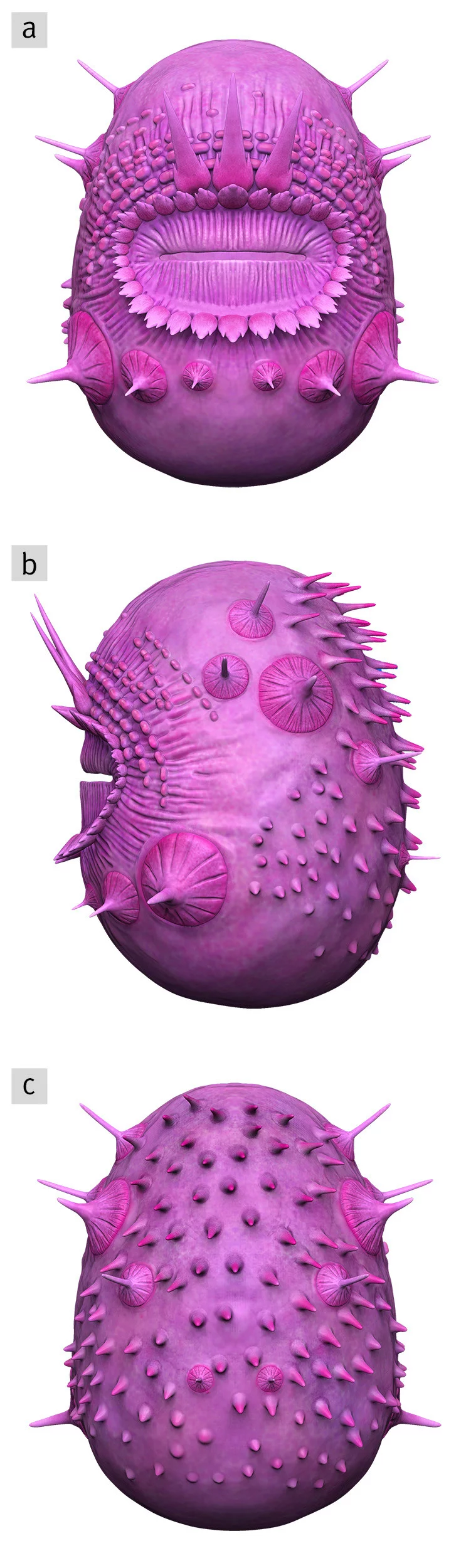 The reconstructions show the fossil of Saccorhytus from the front (a), left (b) and back (c).