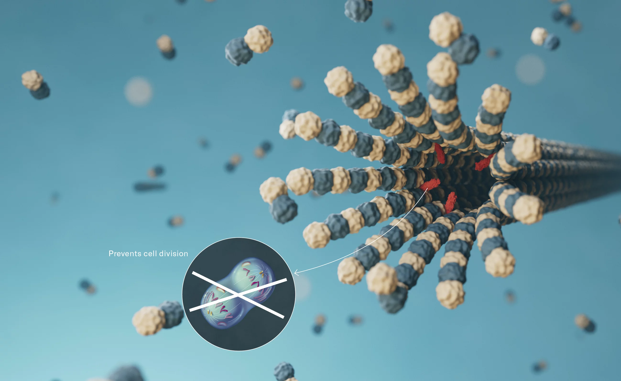 The cancer drug Taxol© (red) docks on microtubules where their filaments are connected with each other in a thread-like structure. It fixes them like glue, so they can no longer break apart and their disassembly is prevented. Since microtubules also play a crucial role in cell division, this too ceases to function. Thus tumour growth can be slowed down. (size ratio not to scale)