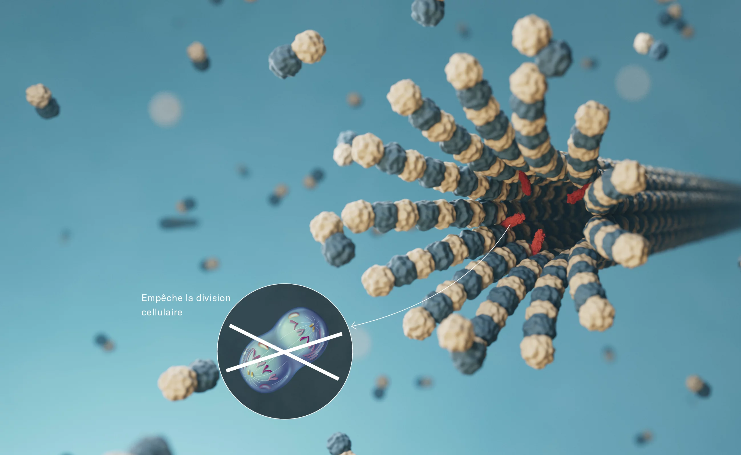 Le Taxol© (en rouge), un médicament oncologique, s’arrime aux microtubules, là où leurs filaments sont reliés les uns aux autres pour former une structure filiforme. Le Taxol© les fixe comme de la colle pour qu’ils ne se brisent plus, ce qui stoppe leur dégradation. Comme les microtubules sont également impliqués de manière cruciale dans la division cellulaire, celleci ne fonctionne pas non plus. Ainsi, par exemple, la croissance tumorale peut être ralentie. (Les proportions ne sont pas à l’échelle)