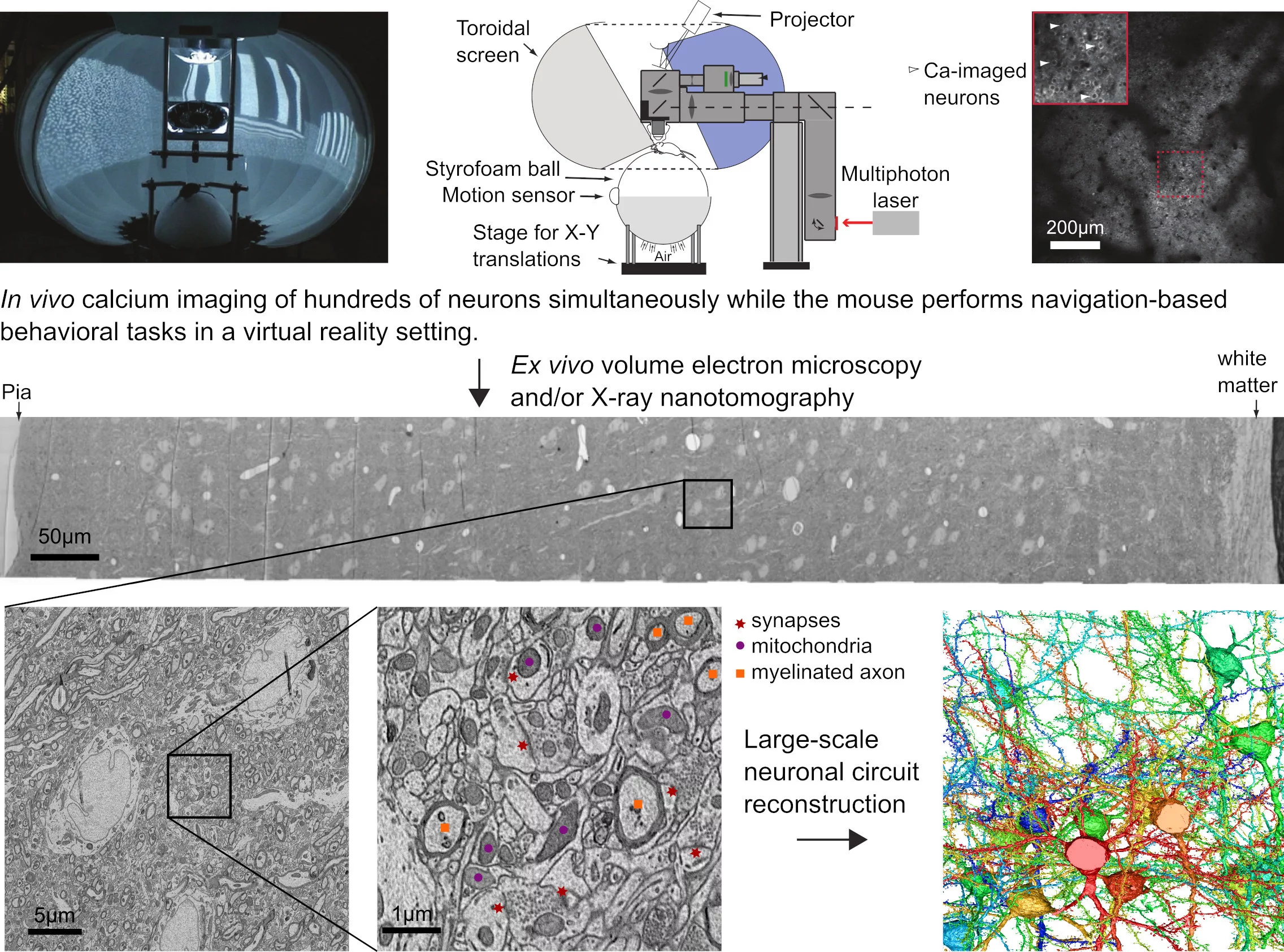 Dynamical Connectomics workflow