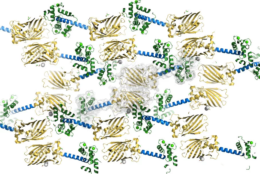Biomolecular Nanoengineering