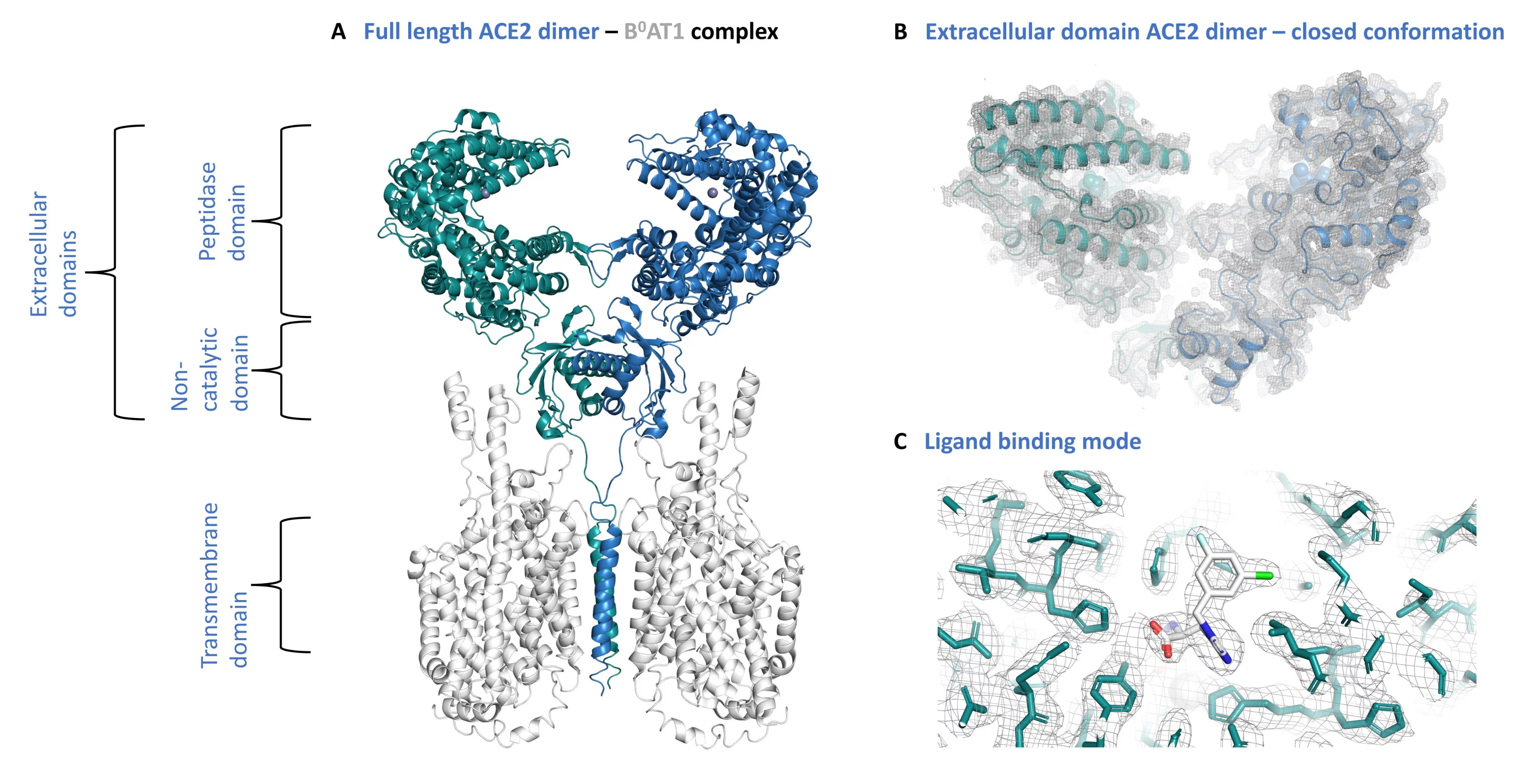 ACE2 Structure