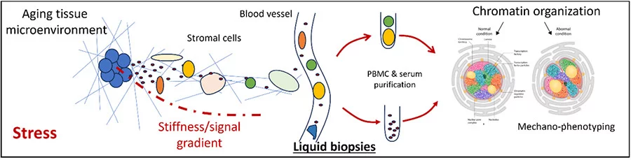AI-based chromatin imaging biomarkers