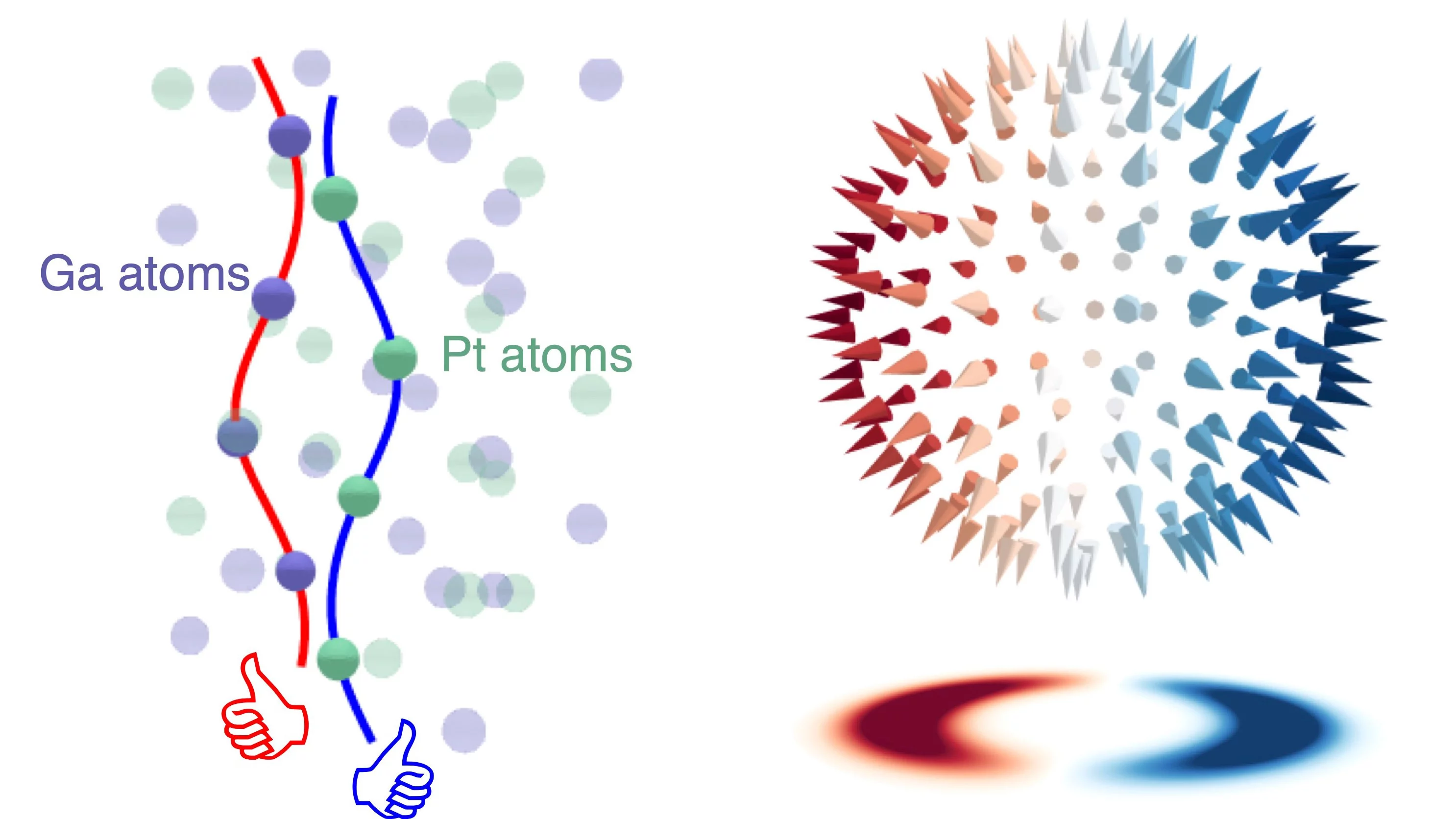 In chiral topological semi-metals such as PtGa the atoms are arranged in  a screw-like structure (left-hand side of the figure). The Ga atoms form a right-handed screw (highlighted atoms on red line), while the Pt atoms form a left-handed screw (highlighted atoms on blue line). In this material, this chiral structure gives rise to special electronic properties: a hedgehog-like distribution of orbital angular momentum of the electrons around high-symmetry points (right-hand side of the figure). This unusual 