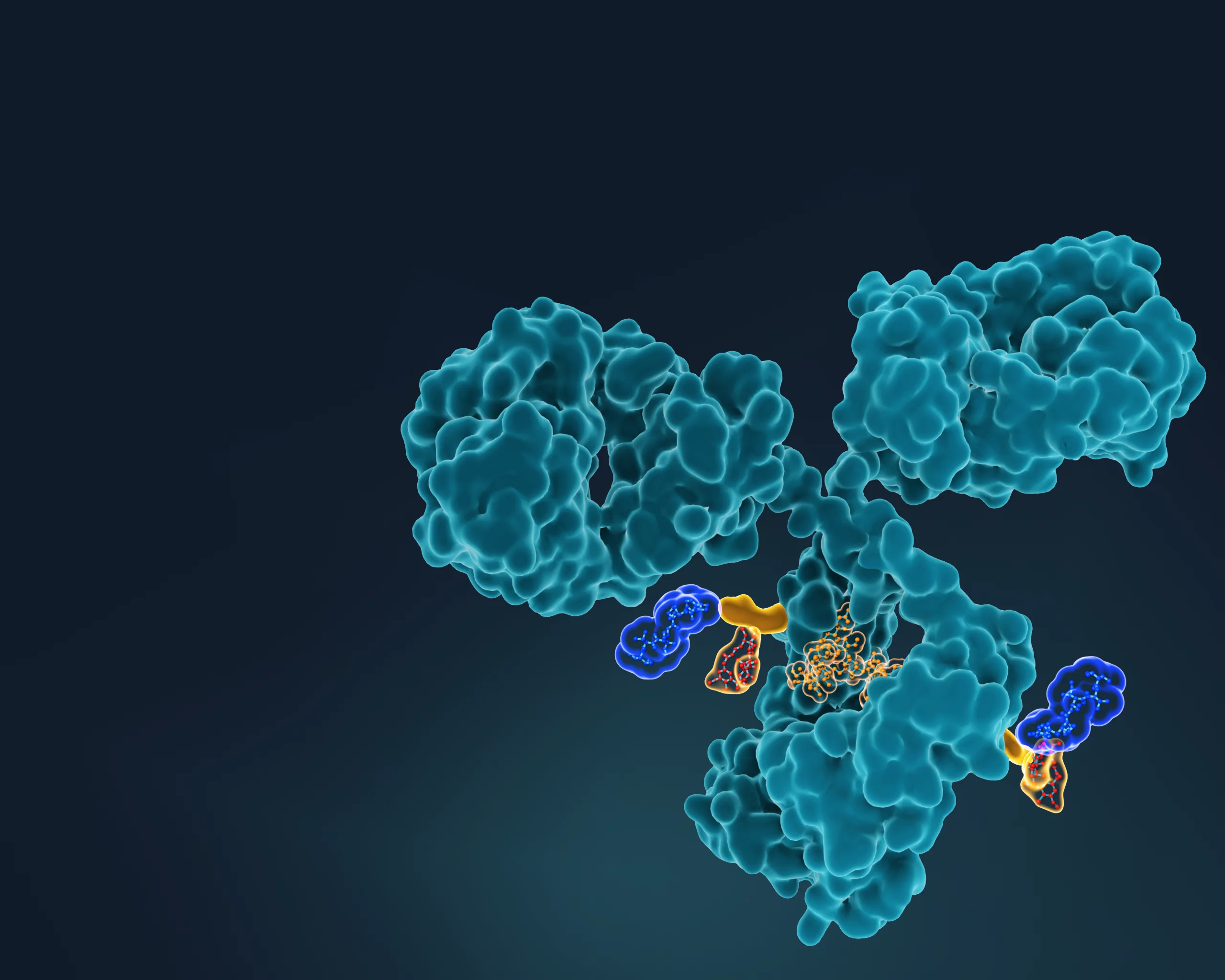 Araris Biotech AG entwickelt neuartige Antikörper-Wirkstoff-Konjugate zur gezielten Therapie von Krebs. Hier zu sehen: ein Antikörper-Wirkstoff-Konjugat mit zwei gebundenen Wirkstoffen. Die Wirkstoffe (orange und blau) können dank der Araris-Technologie gleichzeitig über den sogenannten Linker (gelb) an den Antikörper (türkis) gekoppelt werden.