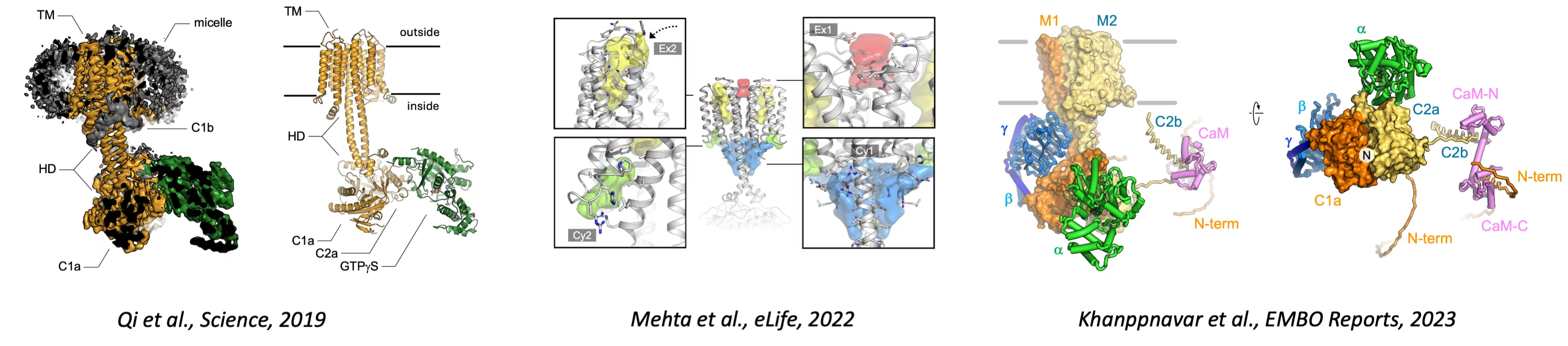 Adenylyl cyclases