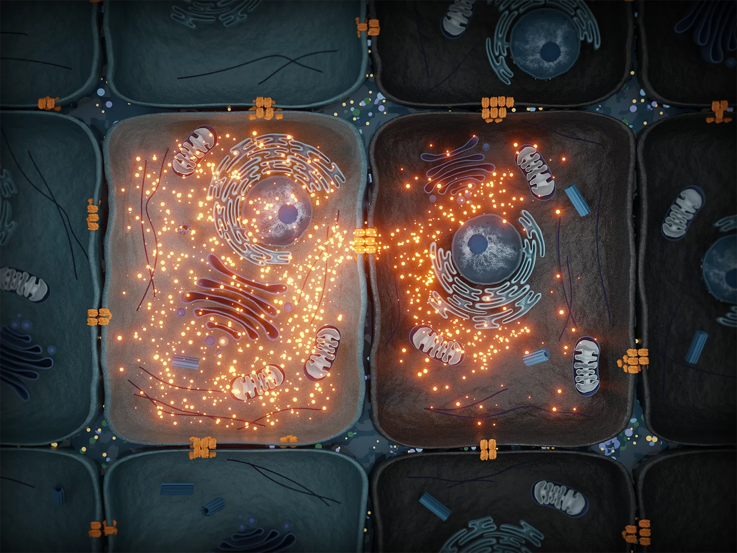 Intercellular communication. Image by Laura Canil.