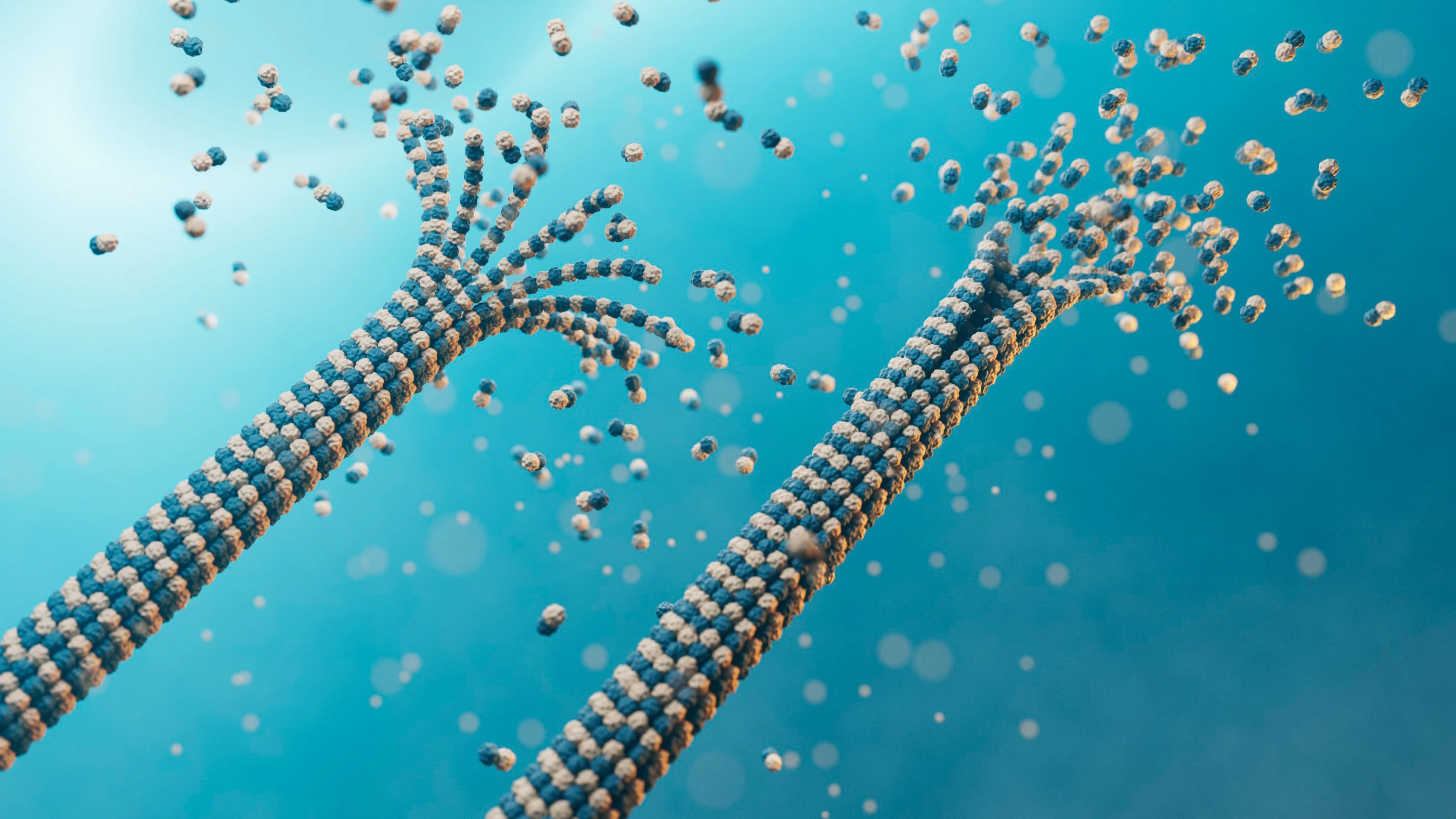 Les microtubules lors de leur dégradation et de leur formation