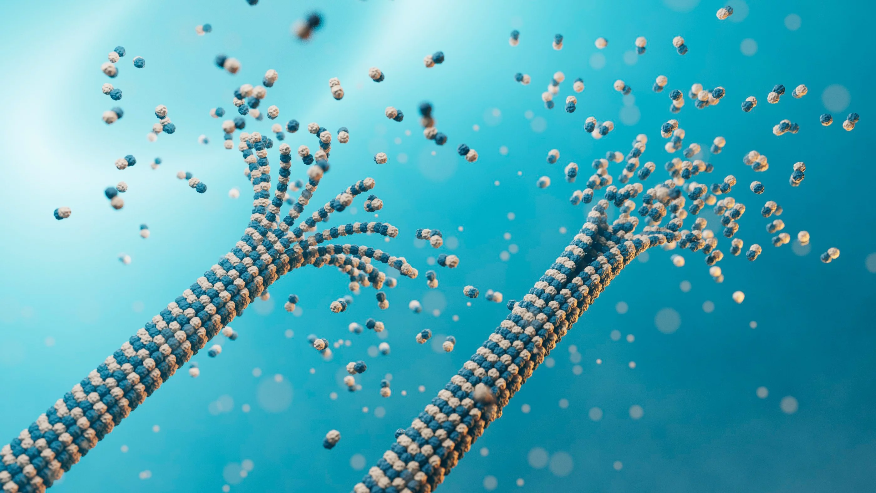 Les microtubules lors de leur dégradation et de leur formation – ces cordons de protéines dynamiques forment le squelette de la cellule et participent activement à la transmission des signaux. 