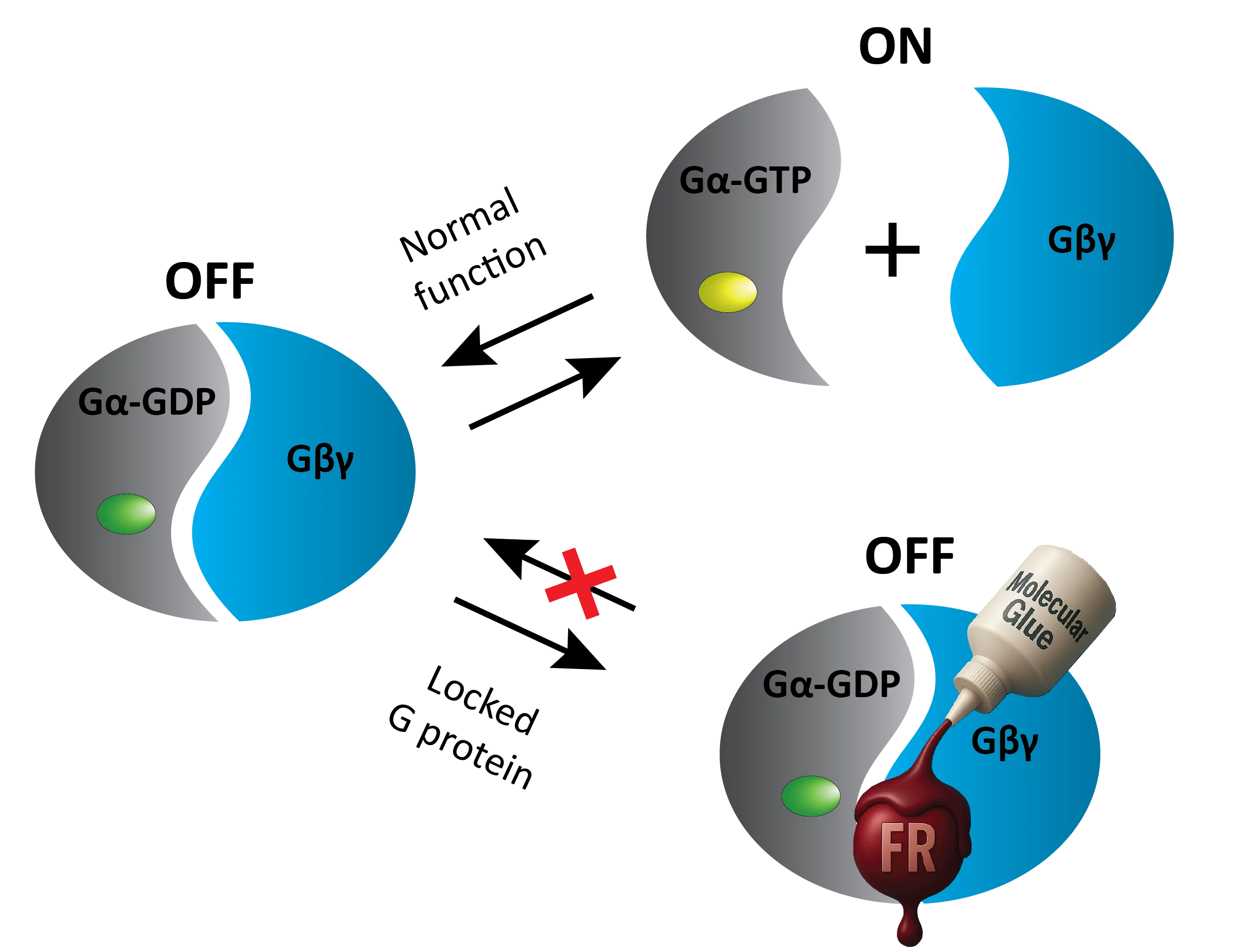 Molecular glue mechanism of FR