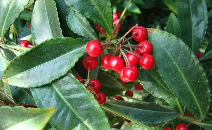 Nature's Pharmacy