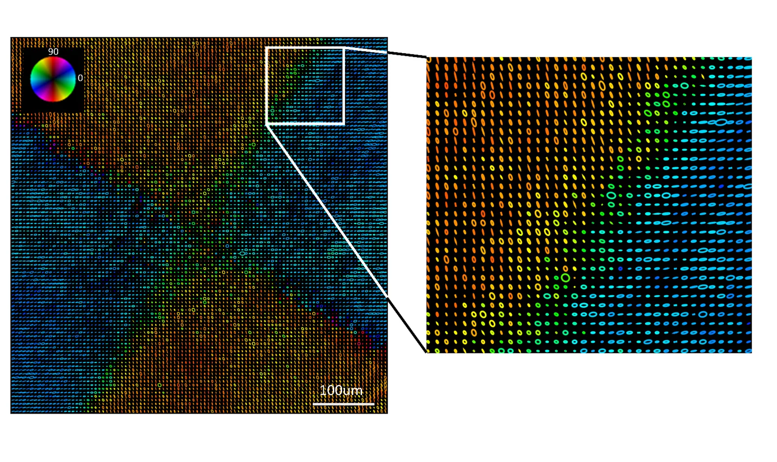 Example of results of Mueller polarimetric microscopy