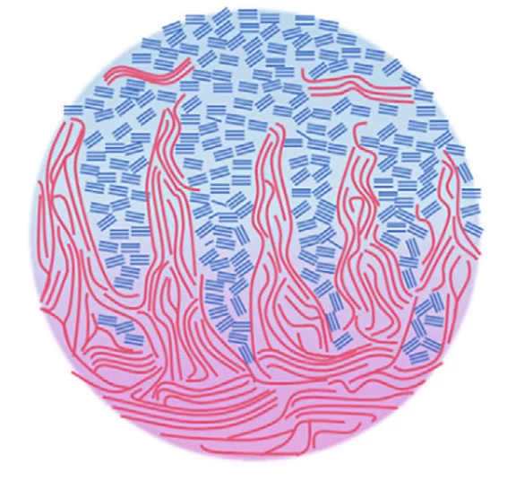 Wang et al