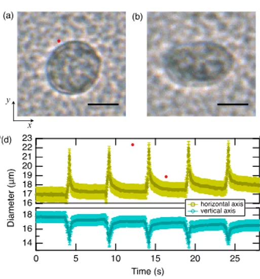 Fig.2 Snapshots of an HEK293T cell (a) before and (b) during application of a 500-ms ultrasound pulse. Scale bars are equal to 10 μm. (d) Time evolution of vertical (bottom) and horizontal (top) cell diameters shows the viscoelastic characteristic of the cell that are well described by Kelvin-Voigt model.
