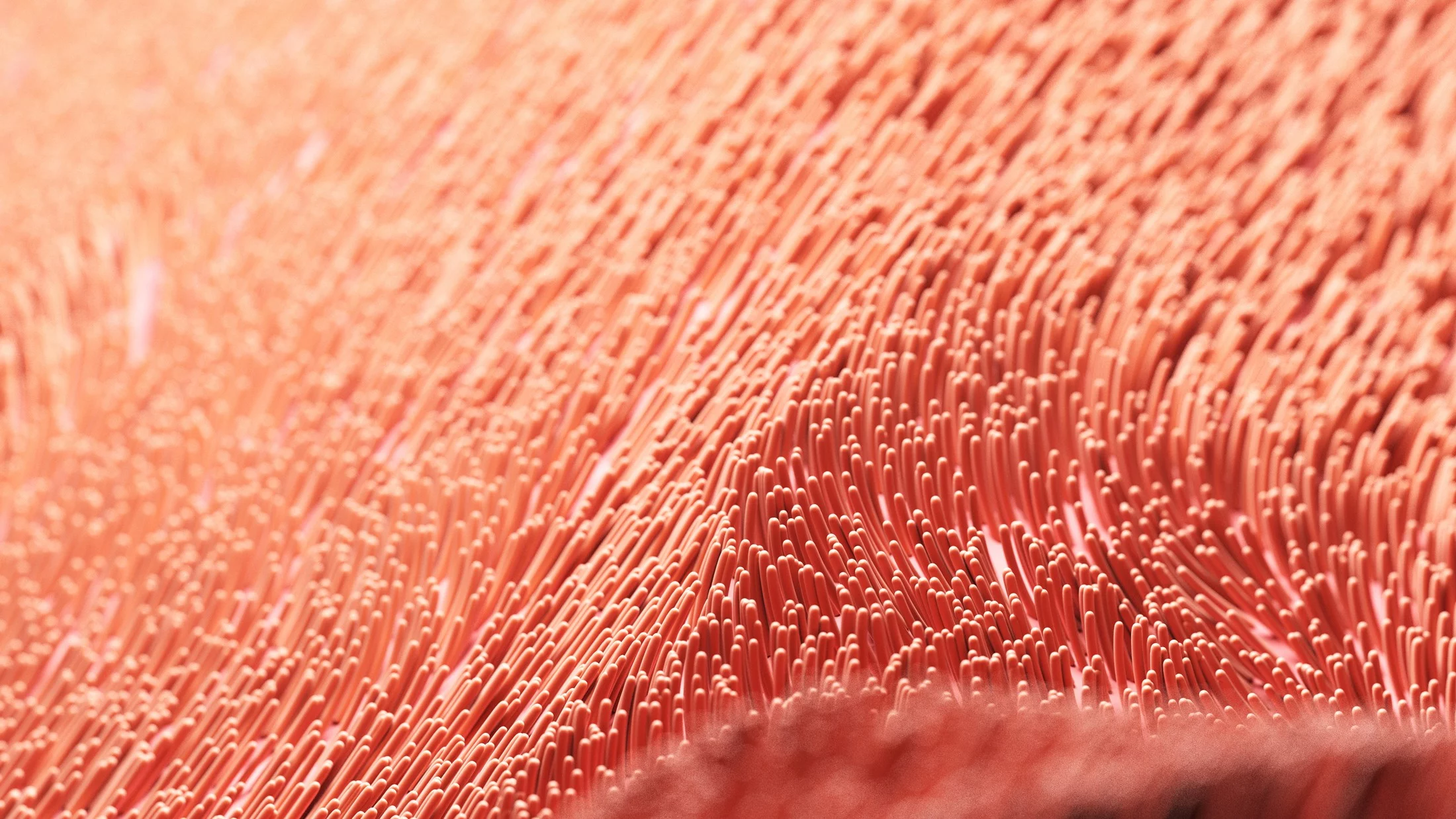 Vue d’artiste de cils vibratiles: ces prolongements cellulaires extrêmement fins couvrent la surface de certains tissus de manière très dense. Ce faisant, ils assument des fonctions vitales de transport et de nettoyage dans l’organisme. Leur perturbation peut entraîner l’apparition de maladies graves.