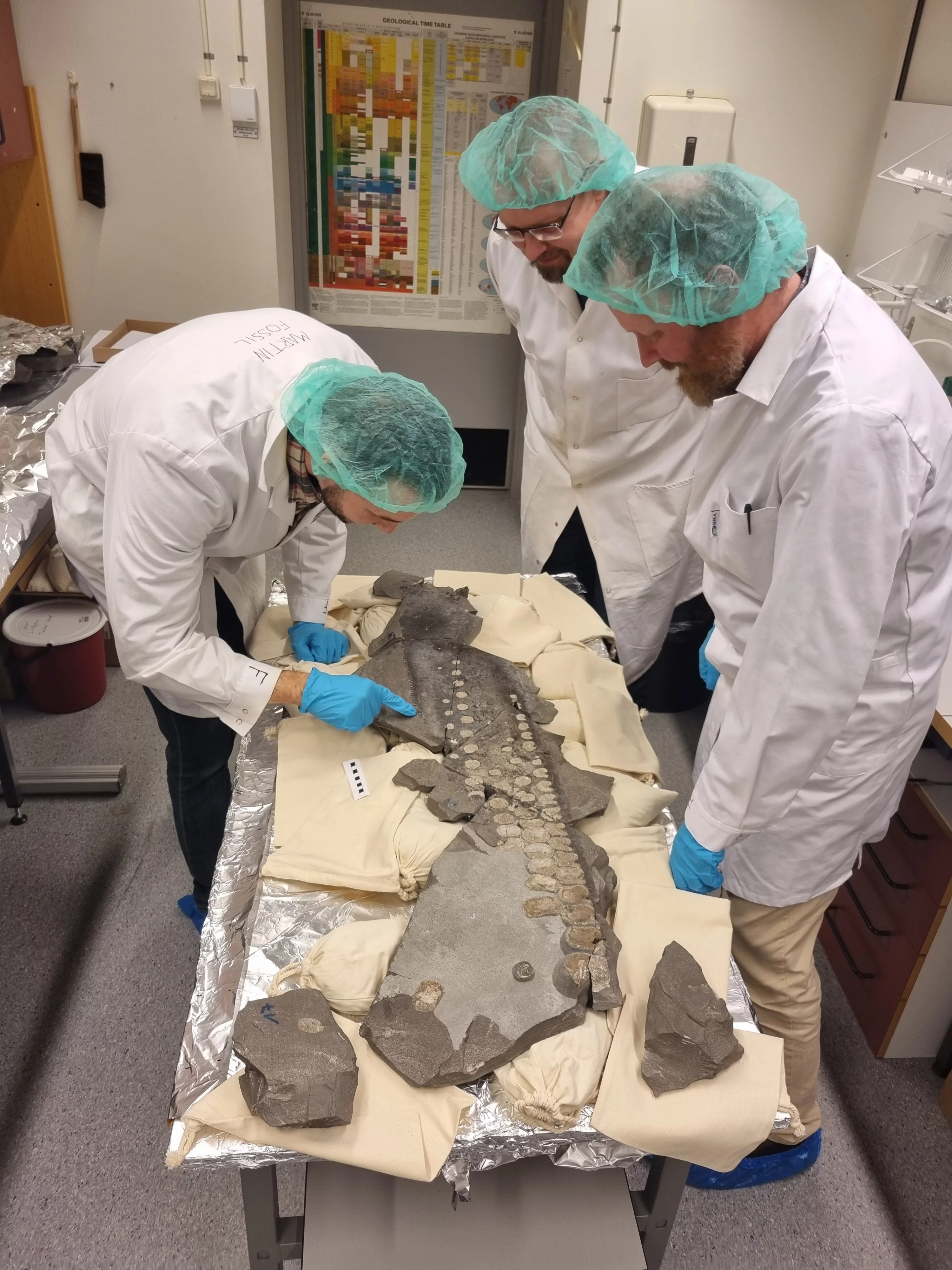 Johan Lindgren (Mitte) und seine Kollegen bei der Untersuchung eines Teils der Ichthyosaurier-Flosse an der Universität Lund. Das aussergewöhnlich gut erhaltene Fossil liefert faszinierende Einblicke darin, wie der Meeresgigant seine Geräusche beim Schwimmen minimieren konnte.
