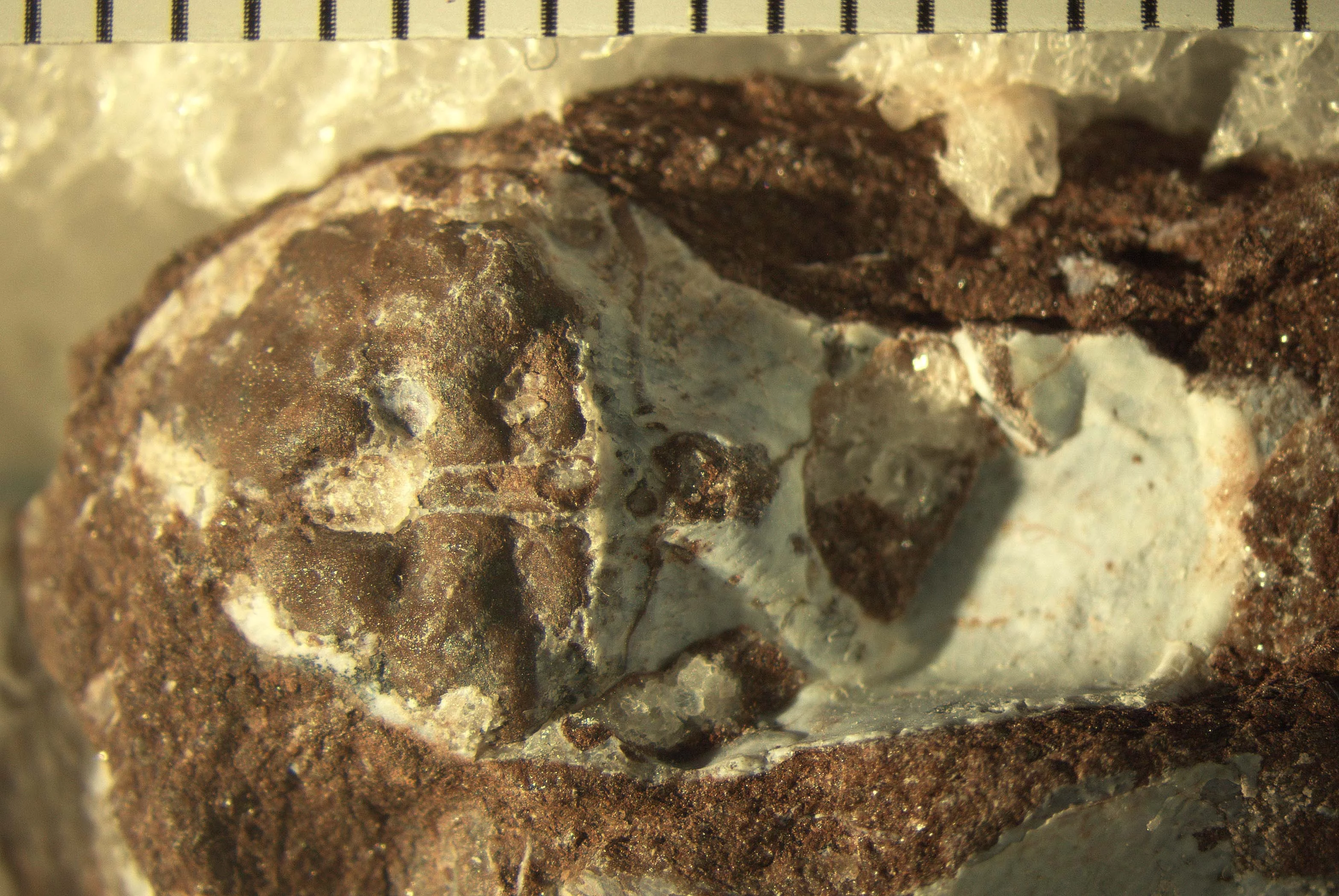 The tiny 400-million-year-old fossil of Norselaspis studied by the research team