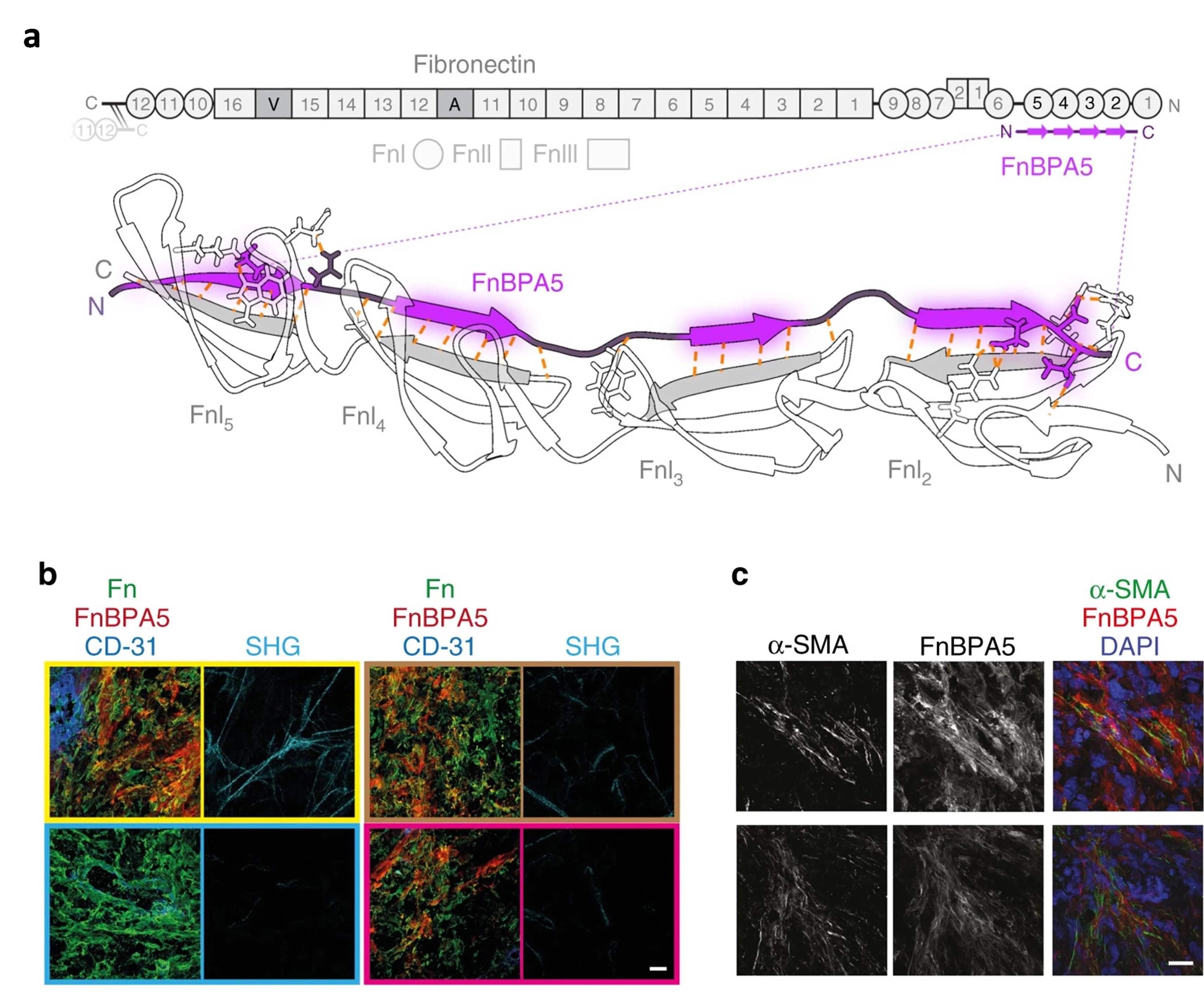Novel peptide probes