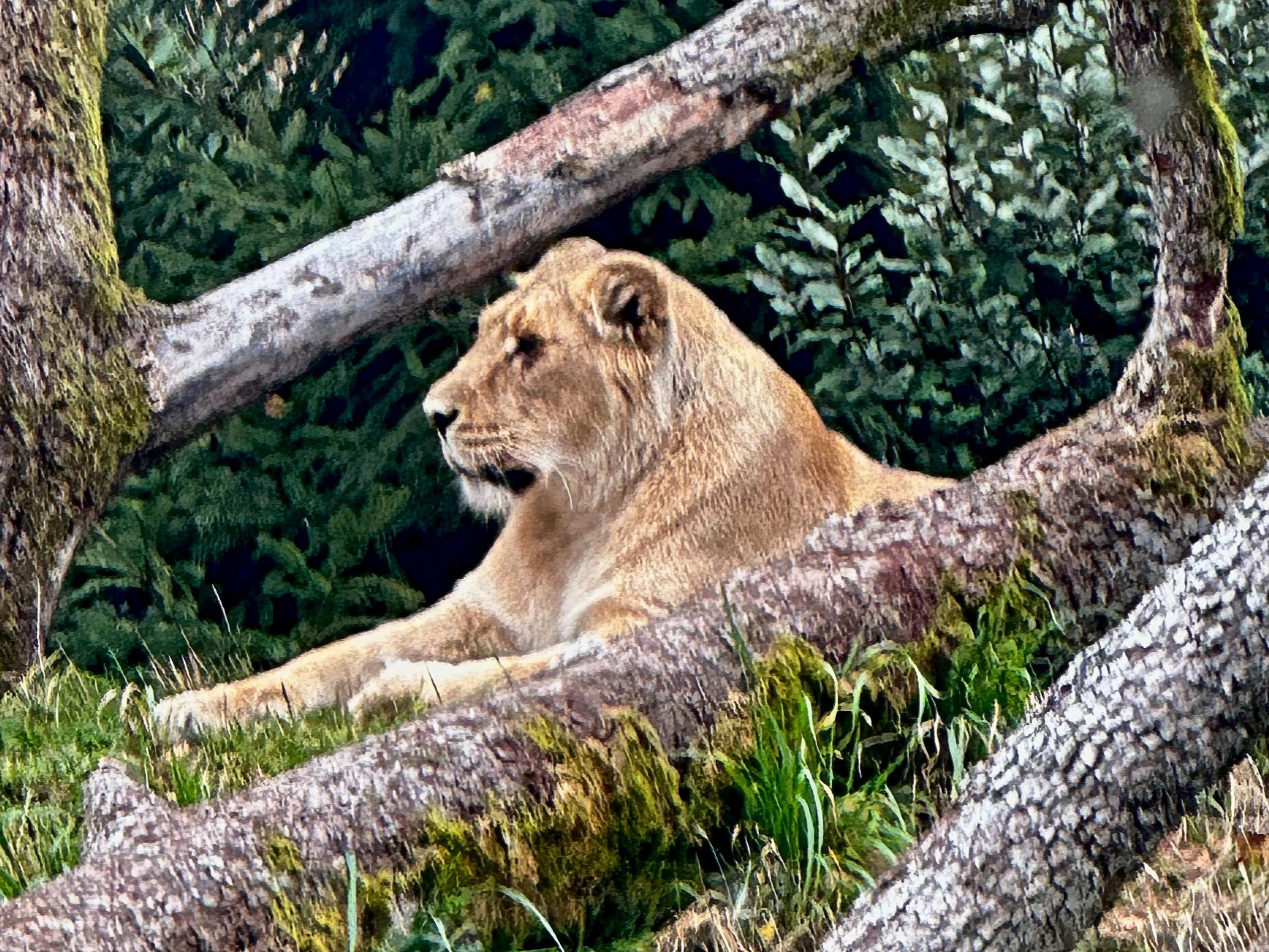 Zürich zoo