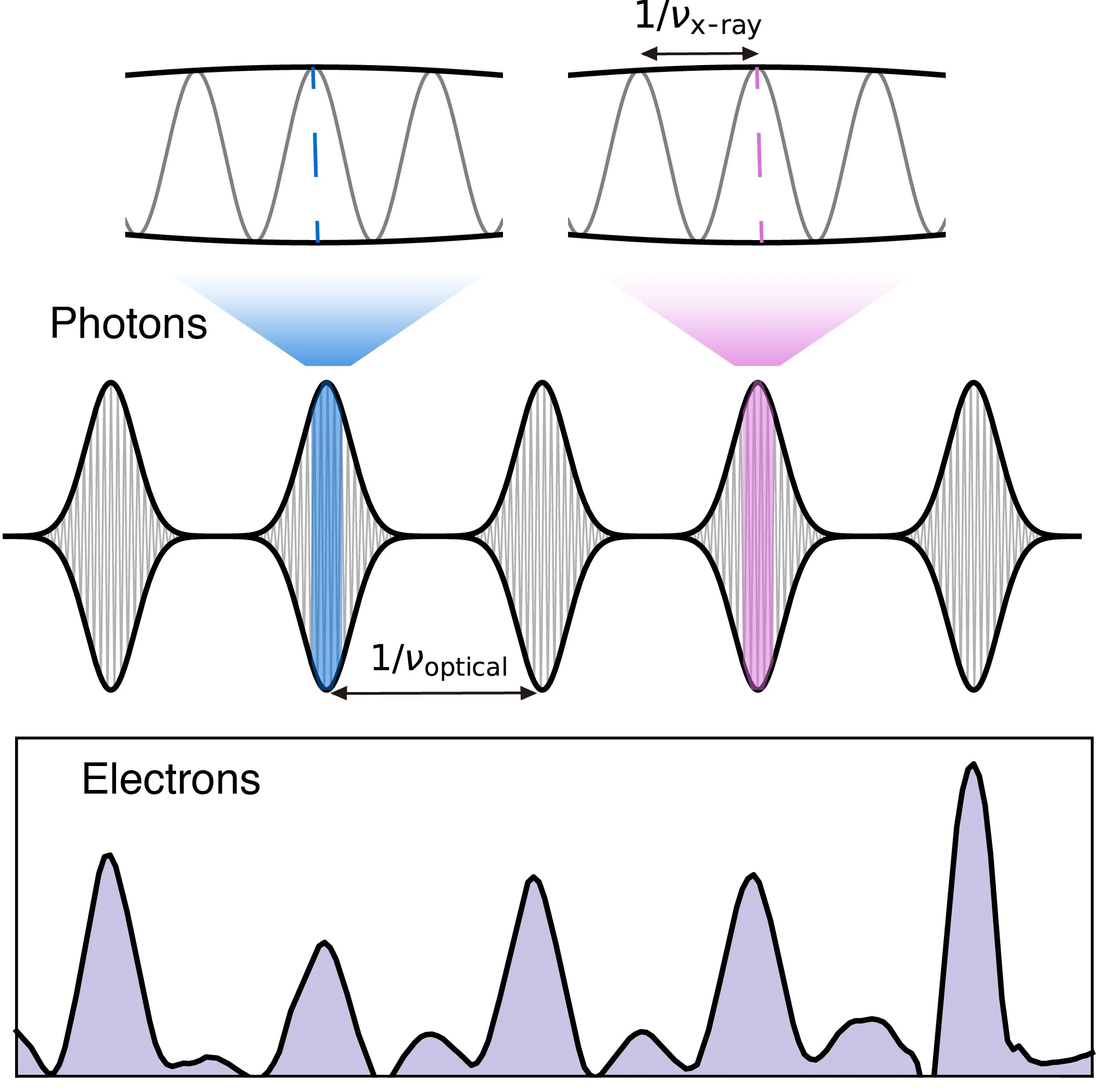 A train of coherent X-ray pulses (top and middle plots) is produced from a beam of electrons (bottom plot). The spacing of the X-ray pulses is defined by an external optical laser, which imprints a periodic pattern on the electrons. 