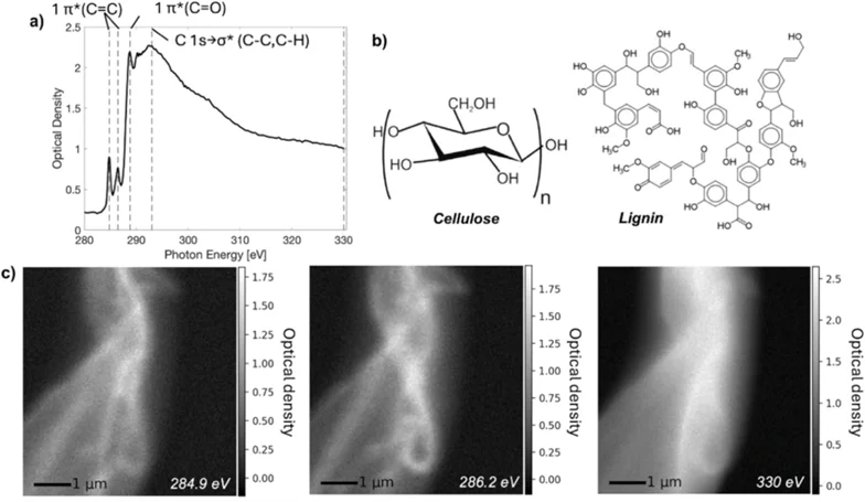 NEXAFS-lignocellulose