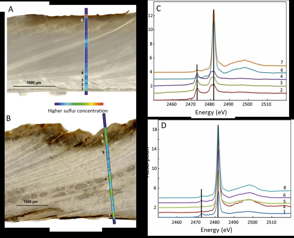 Reflected light images with sulfur µ-XRF maps and spots where sulfur K XANES spectra taken (as indicated by the numbers) of A: pristine A. islandica shell and B: A. islandica shell hydrothermally altered at 175°C for 1 week. C: S XANES of pristine shell. D: S XANES of the hydrothermally altered shell. Copyright Elsevier 4478240570198.