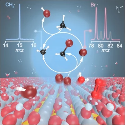 Methyl radicals and bromine atoms were detected in the gas phase revealing the interplay of surface-catalyzed and gas-phase reactions in the catalytic oxybromination of methane.