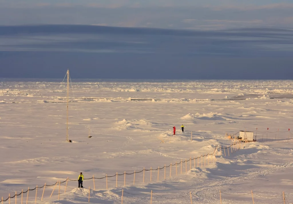 Polar bear guards in action, credits: A. Baccarini