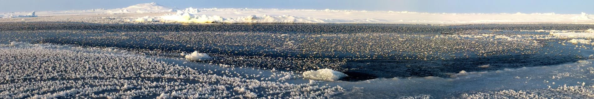 Fresh frost flowers appeared after a cold night