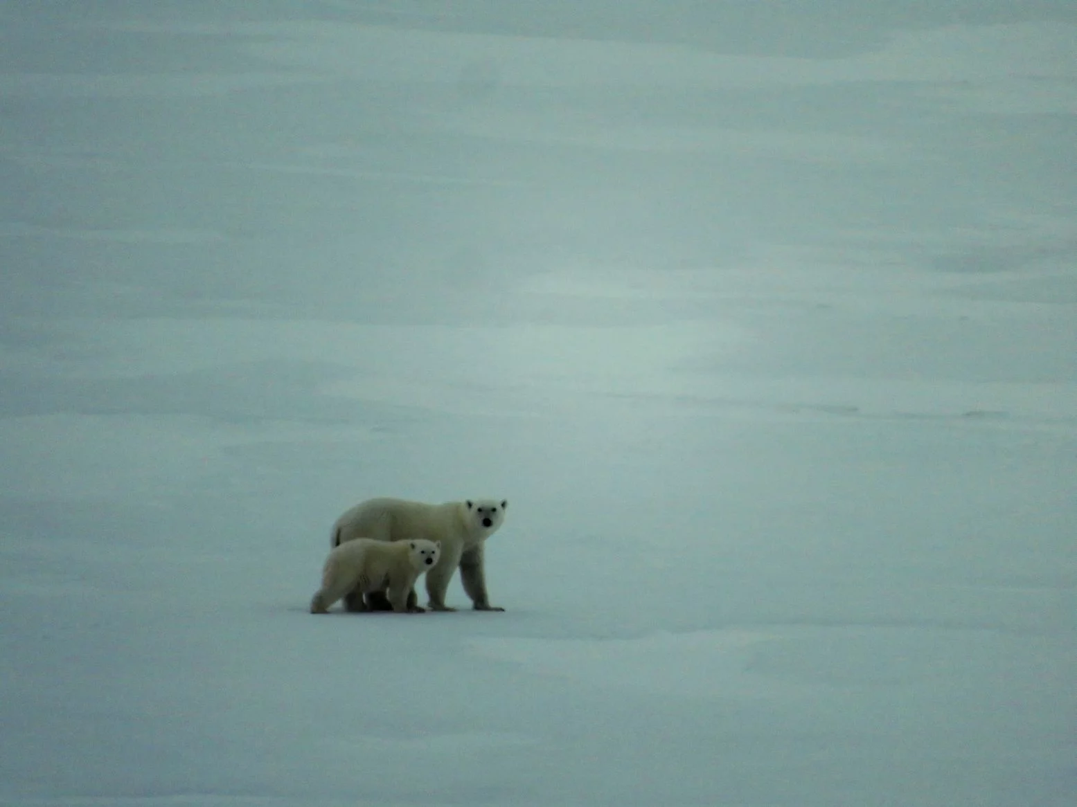 Two bears are visiting us.