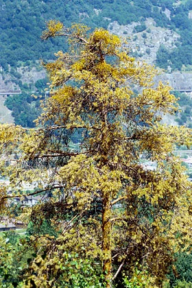 Dead pine tree with mistletoe in the central Wallis.
Photo: A. Rigling (WSL)