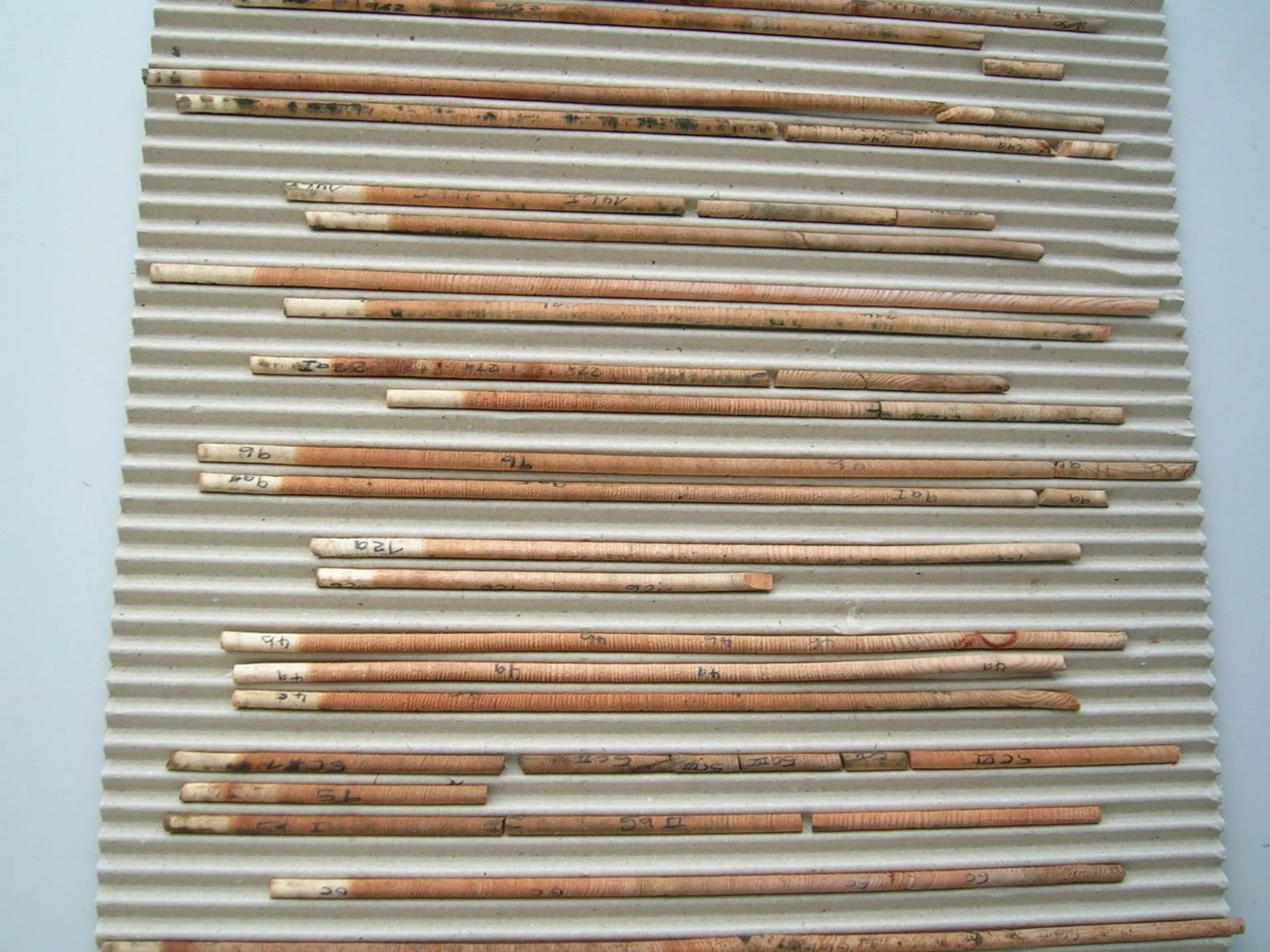 Tree-ring cores from larch trees (Larix decidua). Foto: Anne Kress