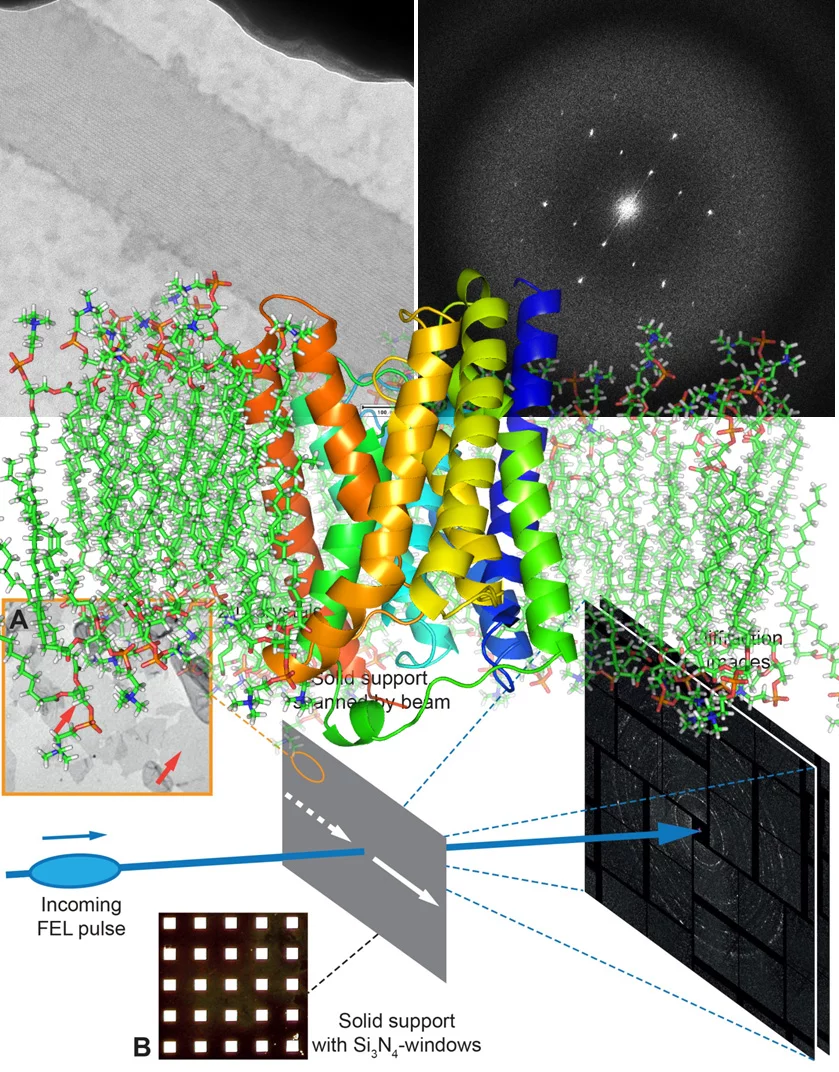 Femtosecond 2D membrane protein crystallography