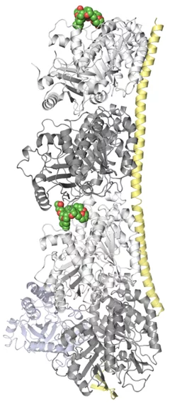 eribulin.png