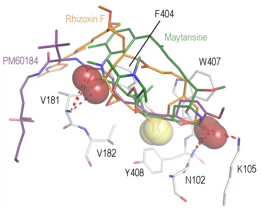 maytansine-pharmacophore.jpg