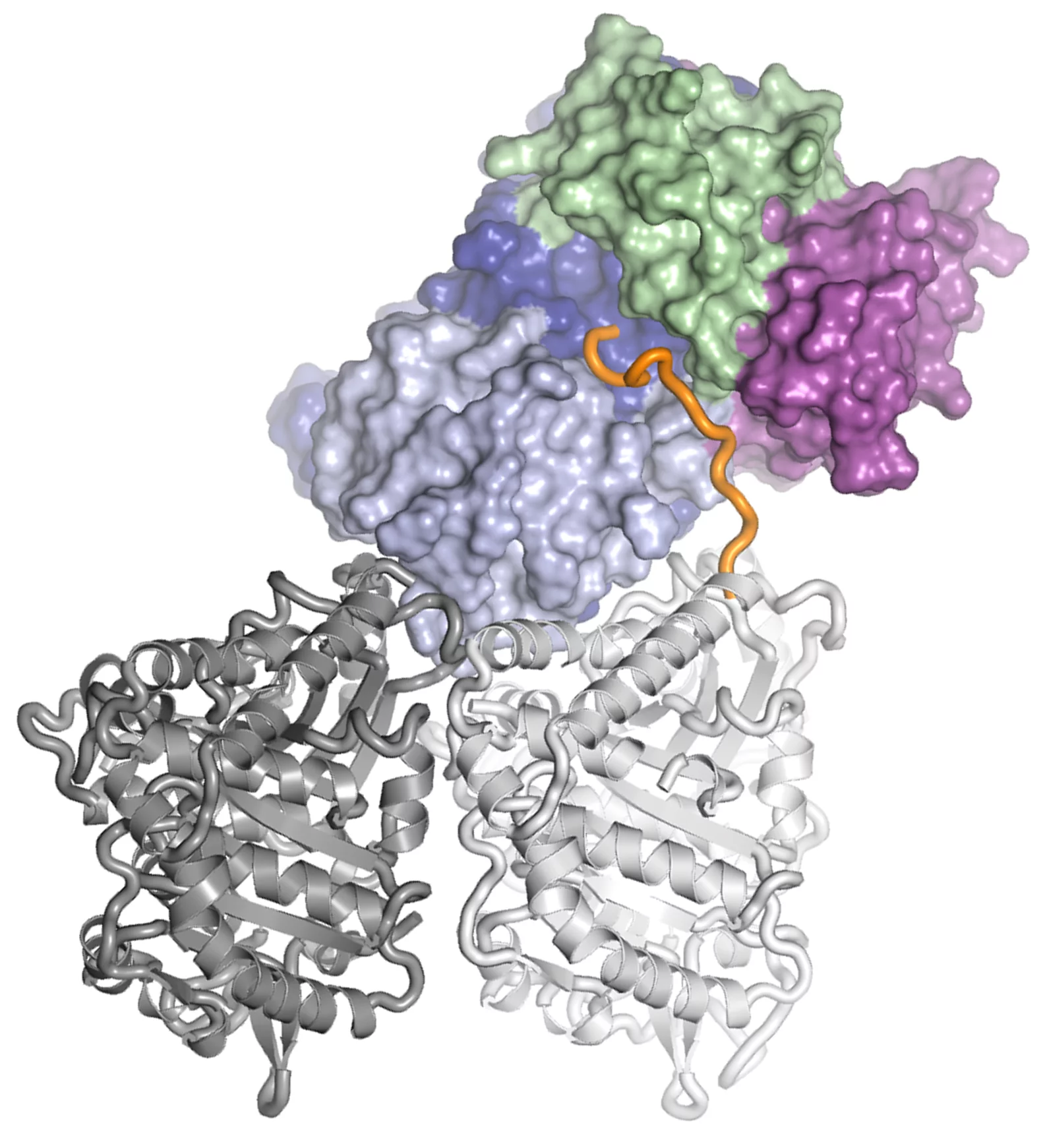 tubulin-TTL.png