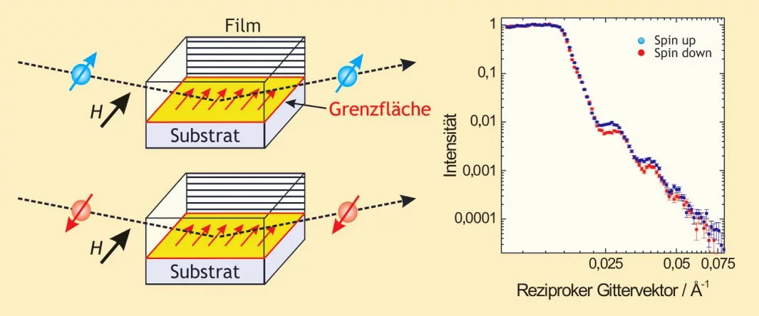 Polarisierte Neutronen beider Spinausrichtungen up (blau) und down (rot) gelangen unter sehr kleinen Einfallswinkeln in eine Probe. Dort werden sie an den im Magnetfeld H ausgerichteten Momenten gestreut, hier dargestellt für eine Grenzfläche. Aus den gemessenen Unterschieden der Winkelabhängigkeit für beide Spinrichtungen lässt sich ein magnetisches Tiefenprofil ableiten.