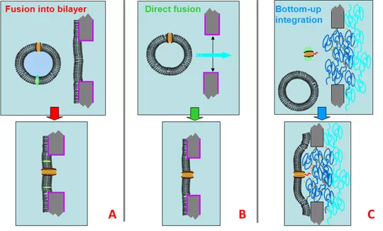 Bilayer formation and protein integration