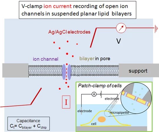 Electrophysiology scheme.jpg