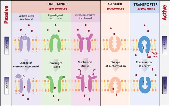 Membrane proteins having electrogenic activity, from Analyst (2011).