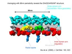 Fig.2 Averaged tomogram of Chlamydomonas flagella