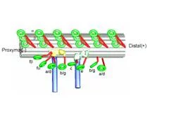 Model of molecular arrangement of inner and outer arm dyneins