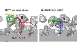 Fig.3  Conformational change of dynein induced by nucleotides