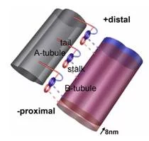 The model of power stroke