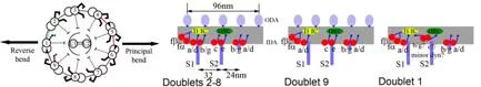 Fig.5 Asymmetric dynein (red spheres) arrangement on nine microtubule doublets