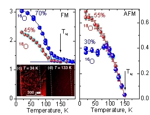 Fig. 1: FM and AFM diffraction peak intensities in LPCM samples (y=0.8) as a function of temperature. The insert shows magneto-optical images (taken from Ref. [13]) of the surface of the LPCM single crystal (y=0.7) providing visual evidence of the mesoscopic phase separation.