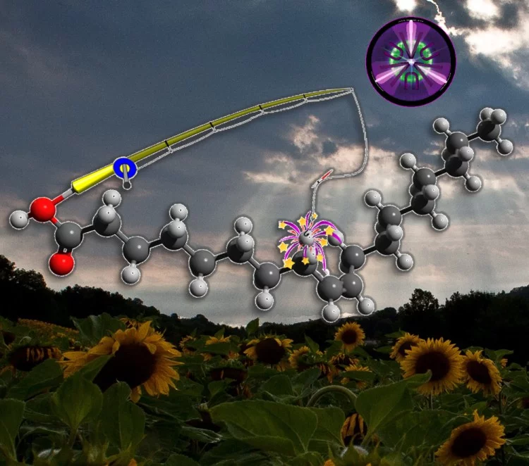 The Distant Double Bond Determines the Fate of the Carboxylic Group in the Dissociative Photoionization of Oleic Acid, DOI: 10.1002/cphc.201700983